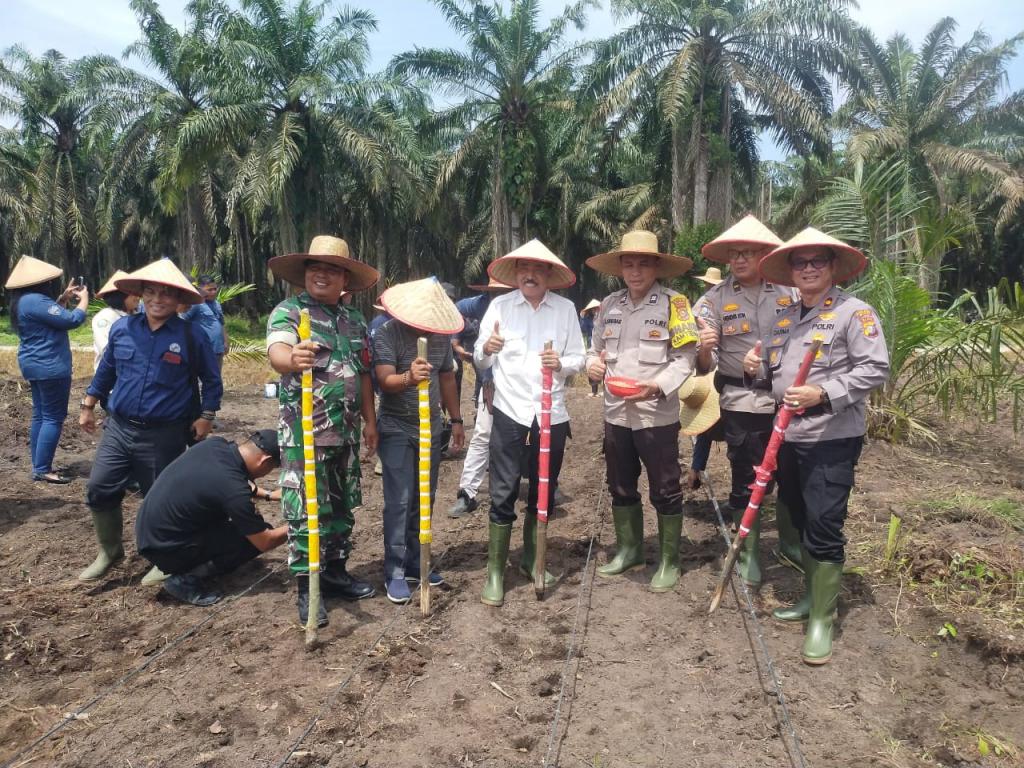 Dukung Program Ketahan Pangan Nasional, Polsek Kandis Berkolaborasi Dengan Koperasi Produsen Air Kehidupan Tanam Jagung