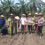 Dukung Program Ketahan Pangan Nasional, Polsek Kandis Berkolaborasi Dengan Koperasi Produsen Air Kehidupan Tanam Jagung