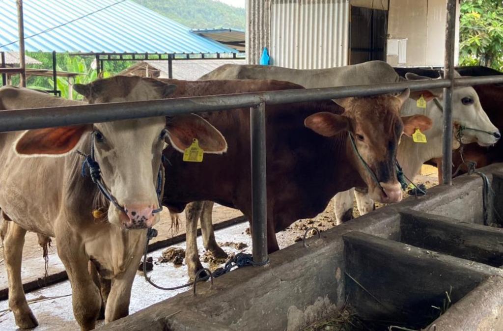 DKPP Batam Gandeng PDHI Cek Kondisi Daging Kurban
