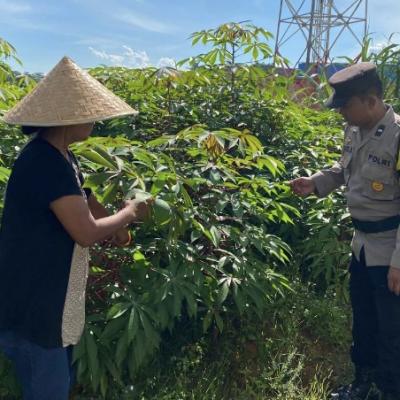 Polsek Nongsa Ubah Lahan Tidur Jadi Sumber Pangan Produktif