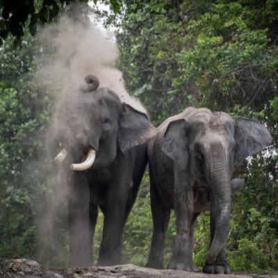 Jadi Sahabat Gajah, Program Konservasi Multispesies PHR Kurangi Interaksi Negatif dan Ciptakan Harmonisasi