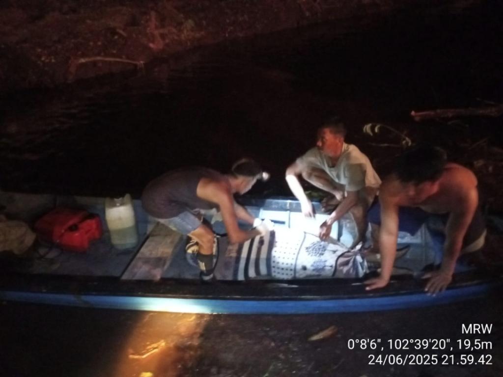 Harimau Sumatera Serang Pekerja di Semenanjung Kerumutan, BBKSDA Riau Lakukan Penanganan Cepat