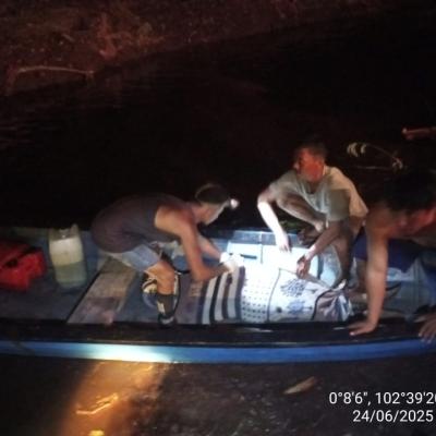 Harimau Sumatera Serang Pekerja di Semenanjung Kerumutan, BBKSDA Riau Lakukan Penanganan Cepat