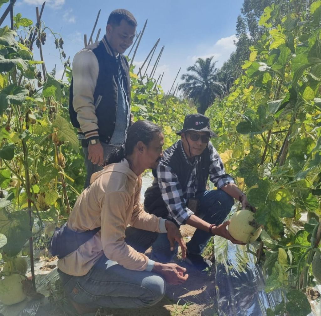 Dulu Cuma Tanam Semangka, Kini Petani Binaan PT IKPP ini Tanam Melon Dengan Omset Puluhan Juta