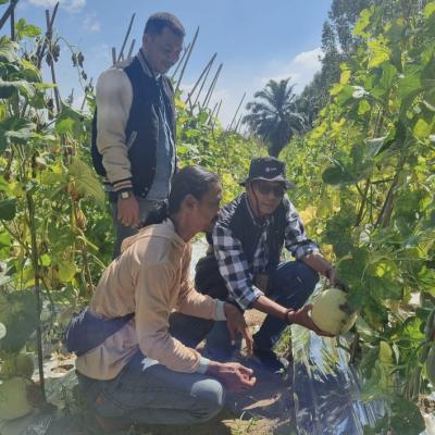 Dulu Cuma Tanam Semangka, Kini Petani Binaan PT IKPP ini Tanam Melon Dengan Omset Puluhan Juta