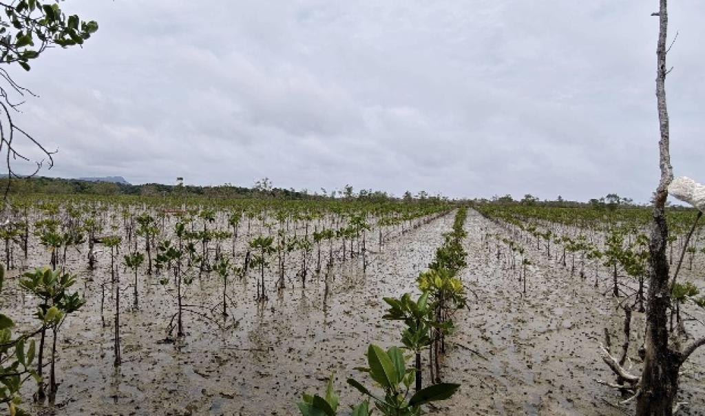 Sudah Periksa 8 Saksi, Kejari Natuna Terus Dalami Dugaan Korupsi Regabilitasi Mangrove