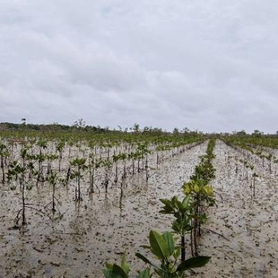 Sudah Periksa 8 Saksi, Kejari Natuna Terus Dalami Dugaan Korupsi Regabilitasi Mangrove