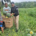 Meski Cuaca Panas Ekstrem, Petani Semangka Binaan PT IKPP Perawang ini Berhasil Panen 9 Ton Semangka Kualitas Super