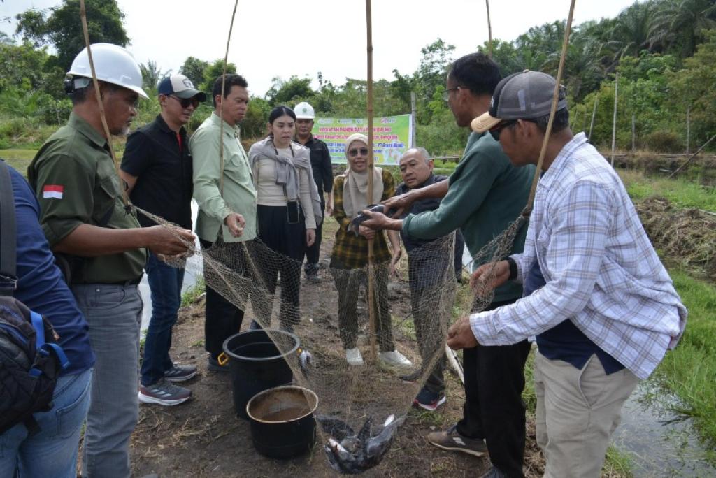 Program Kerjasama Perikanan PT Arara Abadi dan BRIN Mulai Menuai Hasil, Warga Sakai Panen Ikan Baung
