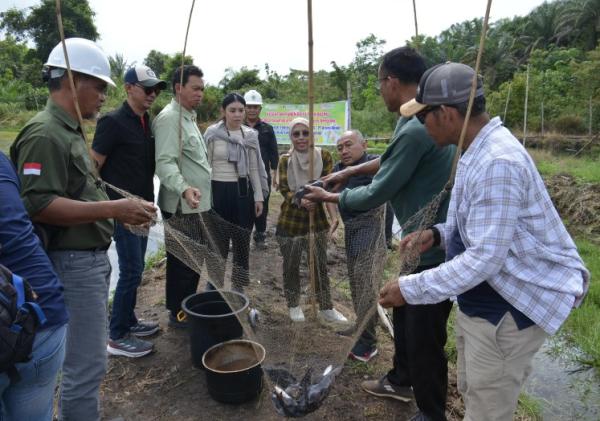 Program Kerjasama Perikanan PT Arara Abadi dan BRIN Mulai Menuai Hasil, Warga Sakai Panen Ikan Baung