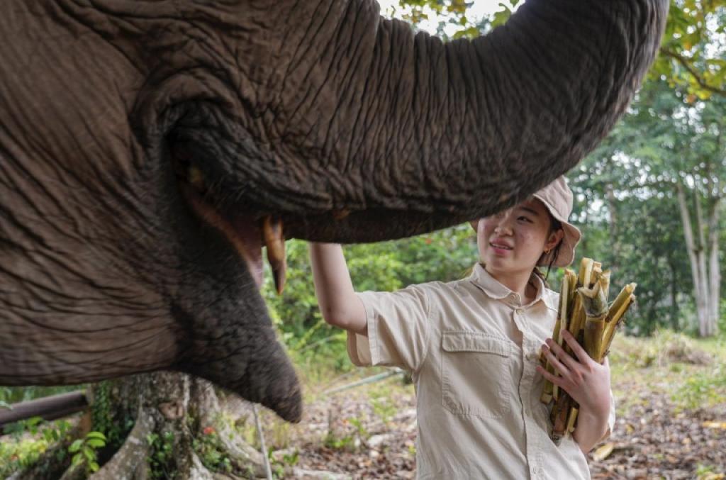 Kisah Perempuan Muda yang Mengubah Kotoran Gajah Menjadi Gerakan Konservasi dan Ekonomi
