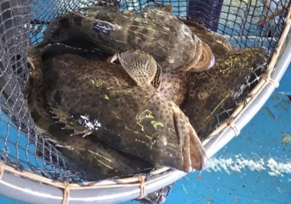 Sempat Terhenti 7 Bukan, Tujuh Jenis Ikan Kerapu Natuna Diekspor Lagi ke Hongkong
