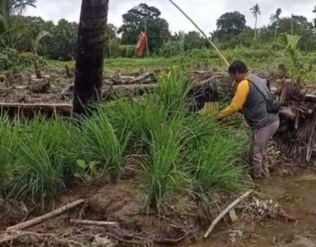 Banjir Rusak Tanaman Padi di Sebadai Hulu, Petani Alami Kerugian