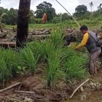 Banjir Rusak Tanaman Padi di Sebadai Hulu, Petani Alami Kerugian