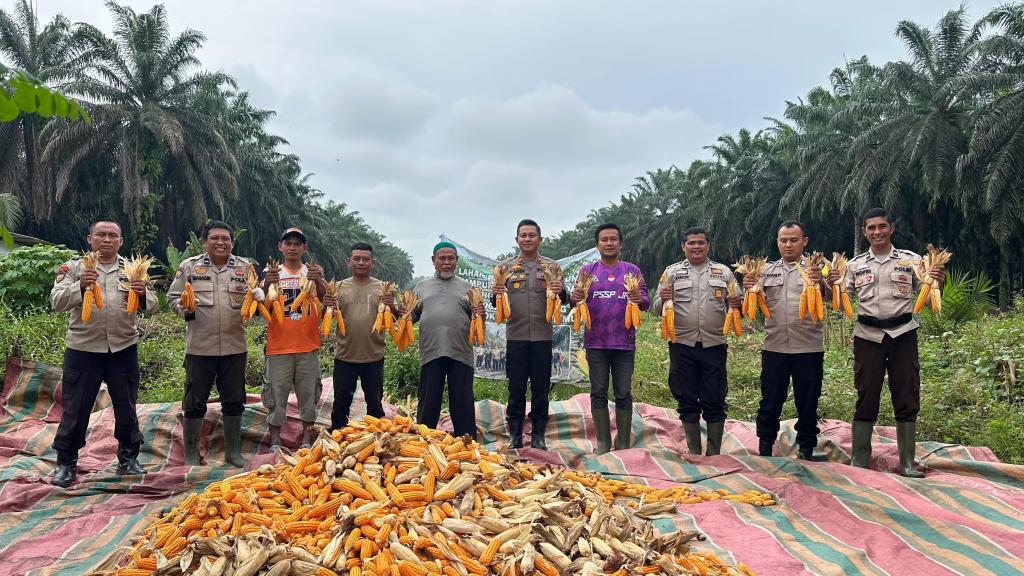 Dorong Ketahanan Pangan Nasional, Polsek Koto Gasib Panen Raya Jagung Kuartal IV