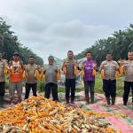 Dorong Ketahanan Pangan Nasional, Polsek Koto Gasib Panen Raya Jagung Kuartal IV