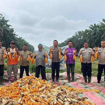 Dorong Ketahanan Pangan Nasional, Polsek Koto Gasib Panen Raya Jagung Kuartal IV