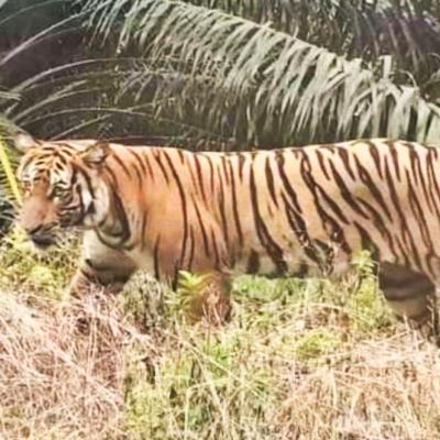 Harimau Sumatera Kembali Muncul di Pelalawan, BBKSDA Riau Turunkan Tim