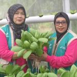 Kisah Perempuan Tangguh Penjaga Iklim di Air Jamban: Saat Lahan Gersang Berubah Menjadi Ladang Cuan