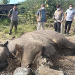 Anak Gajah Ditemukan Mati di Tesso Nilo, Kapolda Riau Turun ke Lokasi