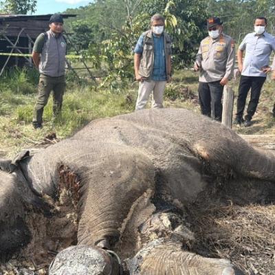 Anak Gajah Ditemukan Mati di Tesso Nilo, Kapolda Riau Turun ke Lokasi