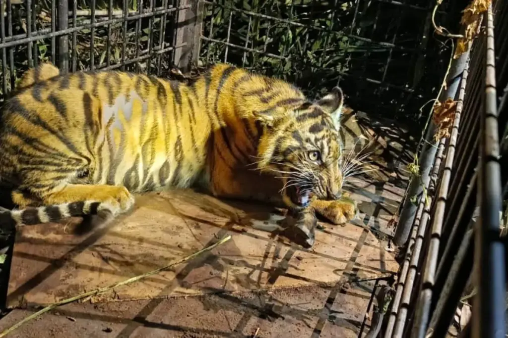 Anak Harimau Sumatera Masuk Kandang Jebak di Pelalawan, Awal Upaya Penyelamatan