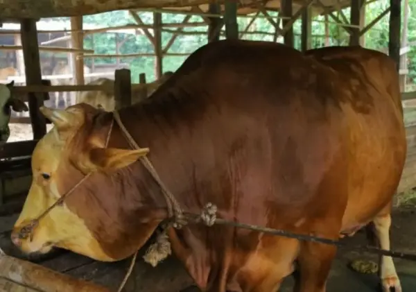 Berbobot 907 Kg, Sapi Milik Peternak Rumbai Diusulkan jadi Sapi Kurban Presiden Prabowo