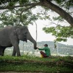 Harmoni di Tanah Balai Raja, Saat Sang Gajah dan Manusia Berbagi Ruang Kehidupan