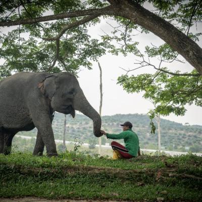 Harmoni di Tanah Balai Raja, Saat Sang Gajah dan Manusia Berbagi Ruang Kehidupan
