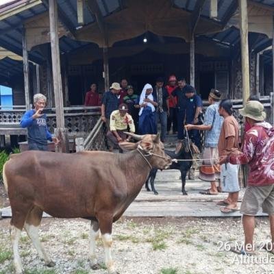 PT Arara Abadi Salurkan 58 Hewan Kurban untuk Warga Sekitar Operasional