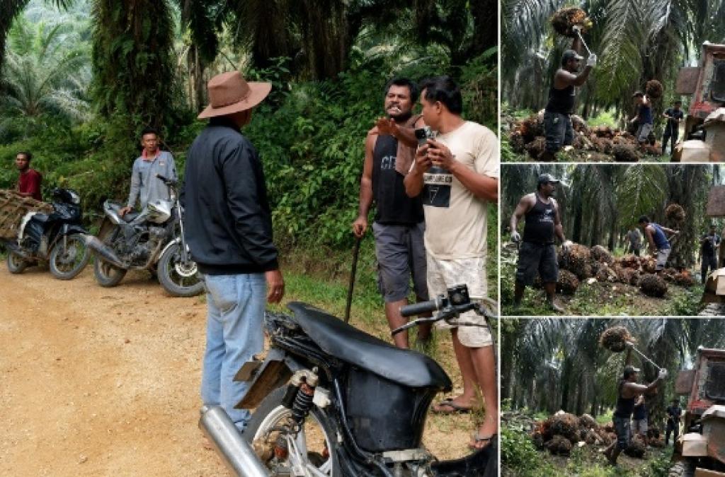 Laporan Polisi Sudah Masuk, Dugaan Penjarahan TBS di Kebun Agrinas Belum Berhenti