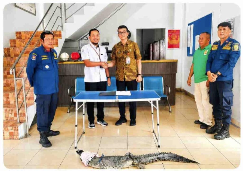 DPKP Tanjungpinang Serahkan Buaya Muara Hasil Evakuasi ke BPSPL dan Taman Safari Lagoi