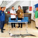 DPKP Tanjungpinang Serahkan Buaya Muara Hasil Evakuasi ke BPSPL dan Taman Safari Lagoi