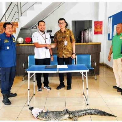 DPKP Tanjungpinang Serahkan Buaya Muara Hasil Evakuasi ke BPSPL dan Taman Safari Lagoi