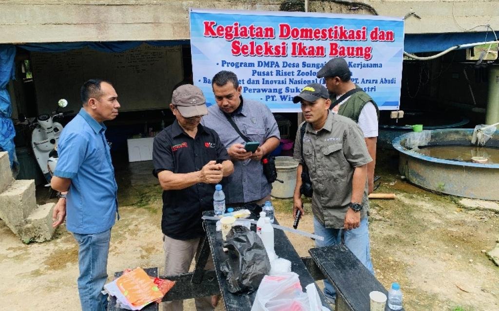 PT PSPI dan BRIN Lanjutkan Tahapan Domestikasi Ikan Baung Khas Kampar
