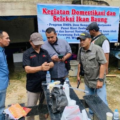 PT PSPI dan BRIN Lanjutkan Tahapan Domestikasi Ikan Baung Khas Kampar