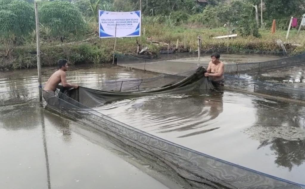 Bagian Dari Program DMPA, PT Arara Abadi dan BRIN Seleksi Ikan Baung Riau Untuk Jadi Komoditas Budidaya Unggulan