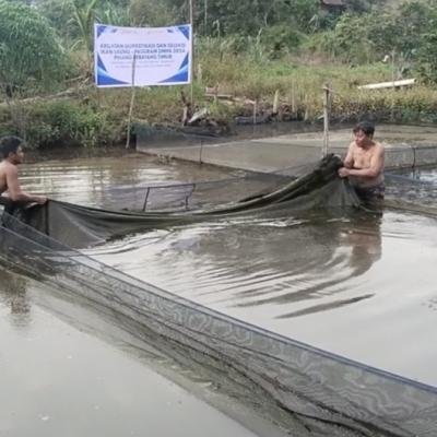 Bagian Dari Program DMPA, PT Arara Abadi dan BRIN Seleksi Ikan Baung Riau Untuk Jadi Komoditas Budidaya Unggulan
