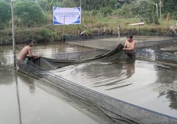 Bagian Dari Program DMPA, PT Arara Abadi dan BRIN Seleksi Ikan Baung Riau Untuk Jadi Komoditas Budidaya Unggulan