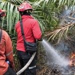 Kolaborasi PT Arara Abadi dan Tim Gabungan Padamkan Karhutla di Mempura Siak