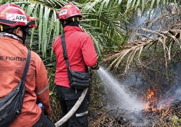 Kolaborasi PT Arara Abadi dan Tim Gabungan Padamkan Karhutla di Mempura Siak