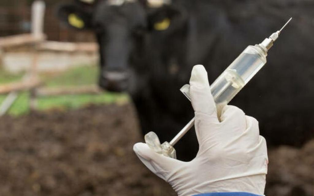 53.600 Dosis Vaksin PMK untuk Riau: Tahap Pertama Tiba Februari 2025