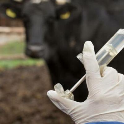 Vaksinasi PMK di Tanjungpinang Dimulai, 175 Sapi Terima Dosis Pertama