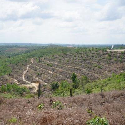 Kepala Desa di Inhu Ditangkap Polisi, Karena Jual Hutan Jadi Kebun Sawit