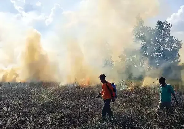 Sepanjang 2026, Karhutla di Riau Capai 15 Ribu Hektare