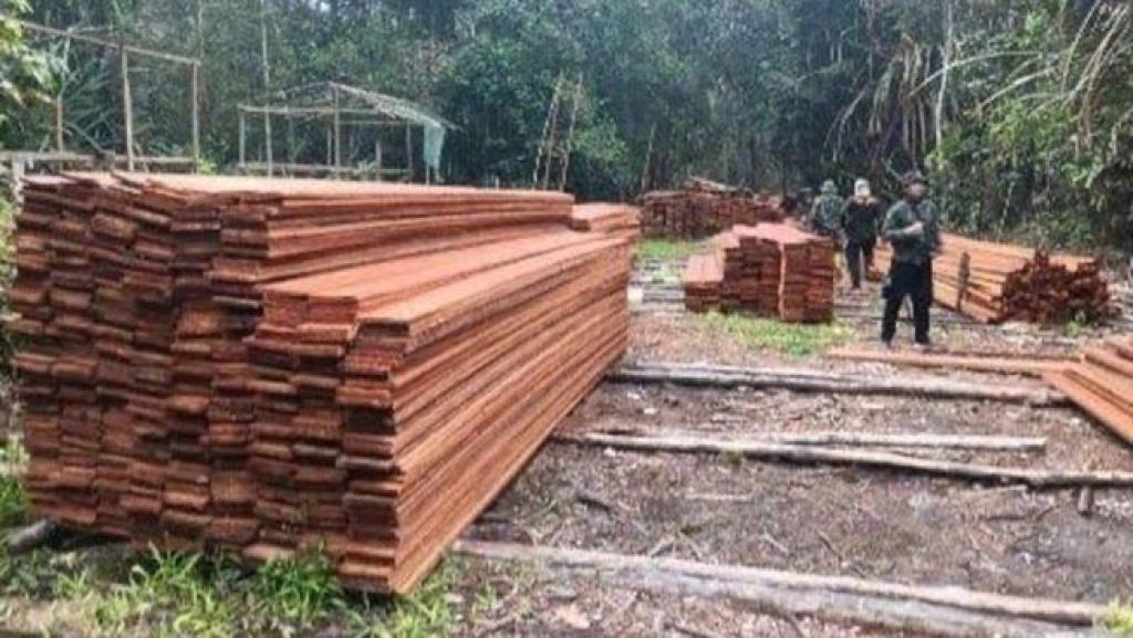 Kemenhut Ungkap Pembalakan Liar di Suaka Margasatwa Kerumutan, 6 Tersangka Ditangkap