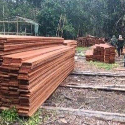 Kemenhut Ungkap Pembalakan Liar di Suaka Margasatwa Kerumutan, 6 Tersangka Ditangkap