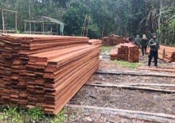 Kemenhut Ungkap Pembalakan Liar di Suaka Margasatwa Kerumutan, 6 Tersangka Ditangkap