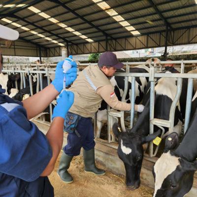 Vaksinasi PMK di Kabupaten Bengkalis Dipercepat, Capaian 70,8% dari Target