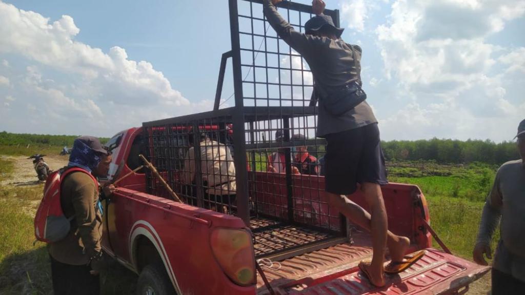 BBKSDA Riau Turun Tangan Atasi Harimau Terkam Sapi di Pelalawan